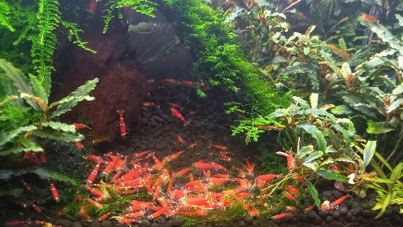Caridina super crystal red - 2
