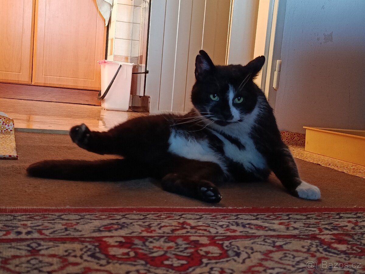 Kocour "Jin a Jang" - 2