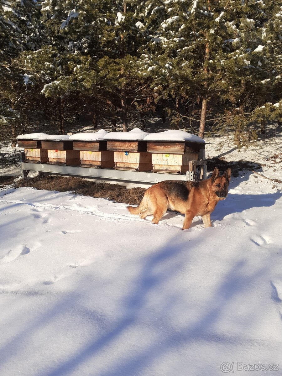 Prodám včelstva - 2