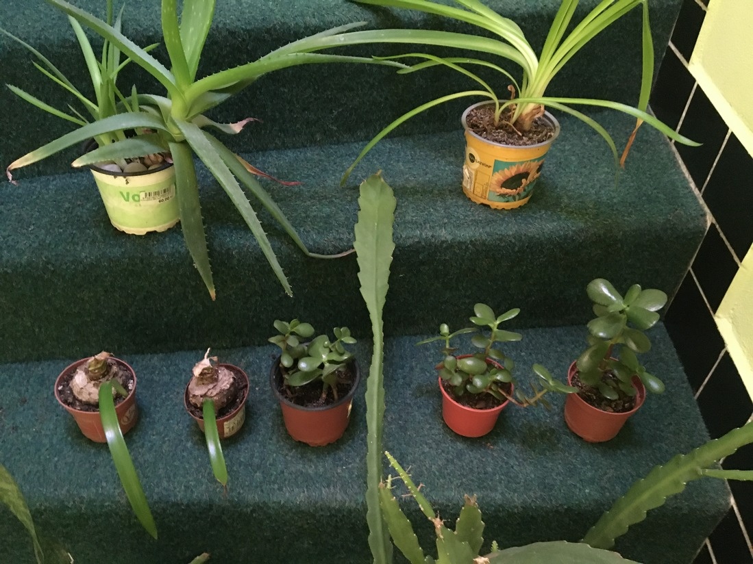 pokojové kytky č.3 - 2