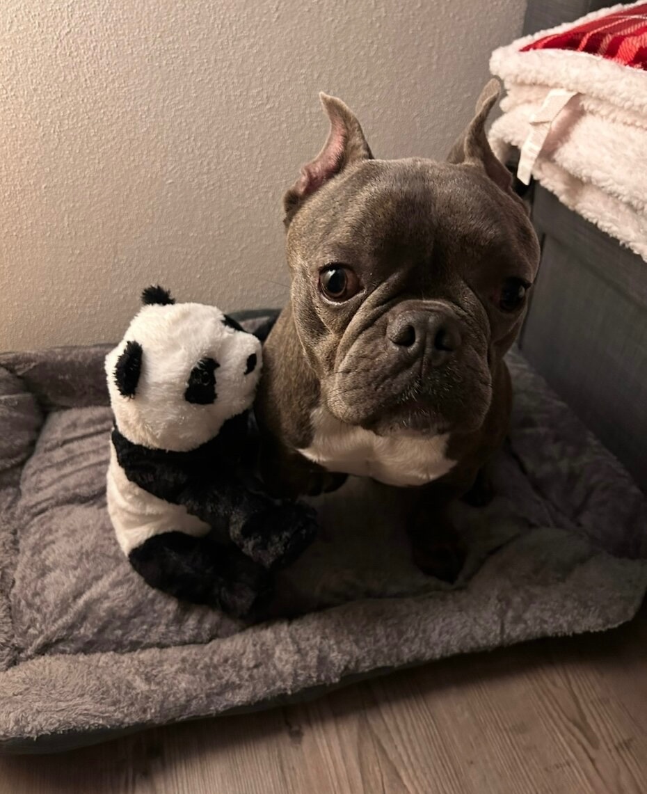 Buldoček daruji - 2