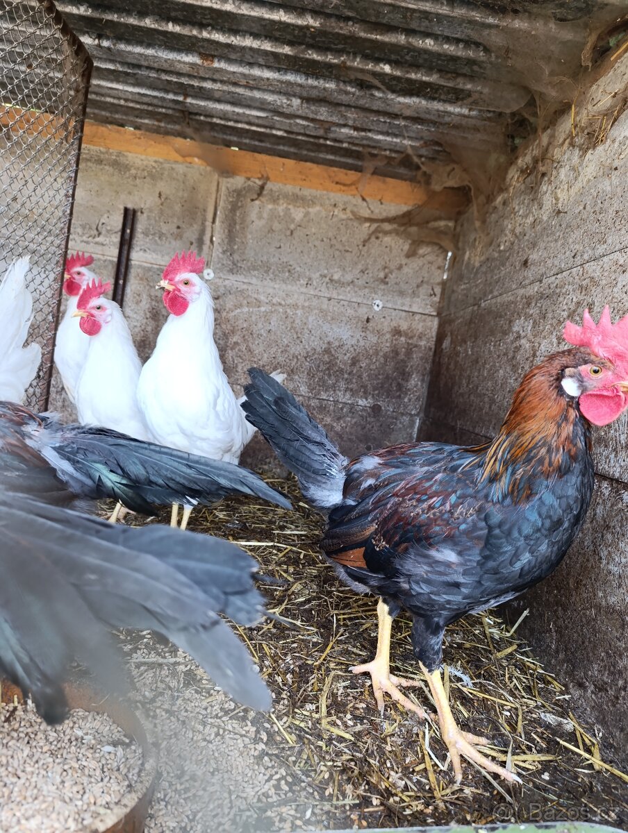 Prodám kohouty - 2