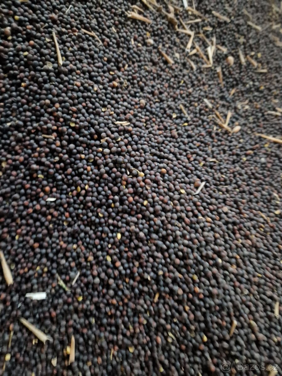 Krmné obilí - 2