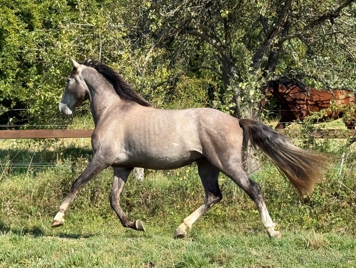 Andaluský valach PRE - 2