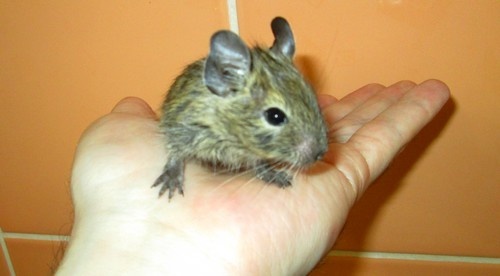 Osmák degu - mláďata - 2