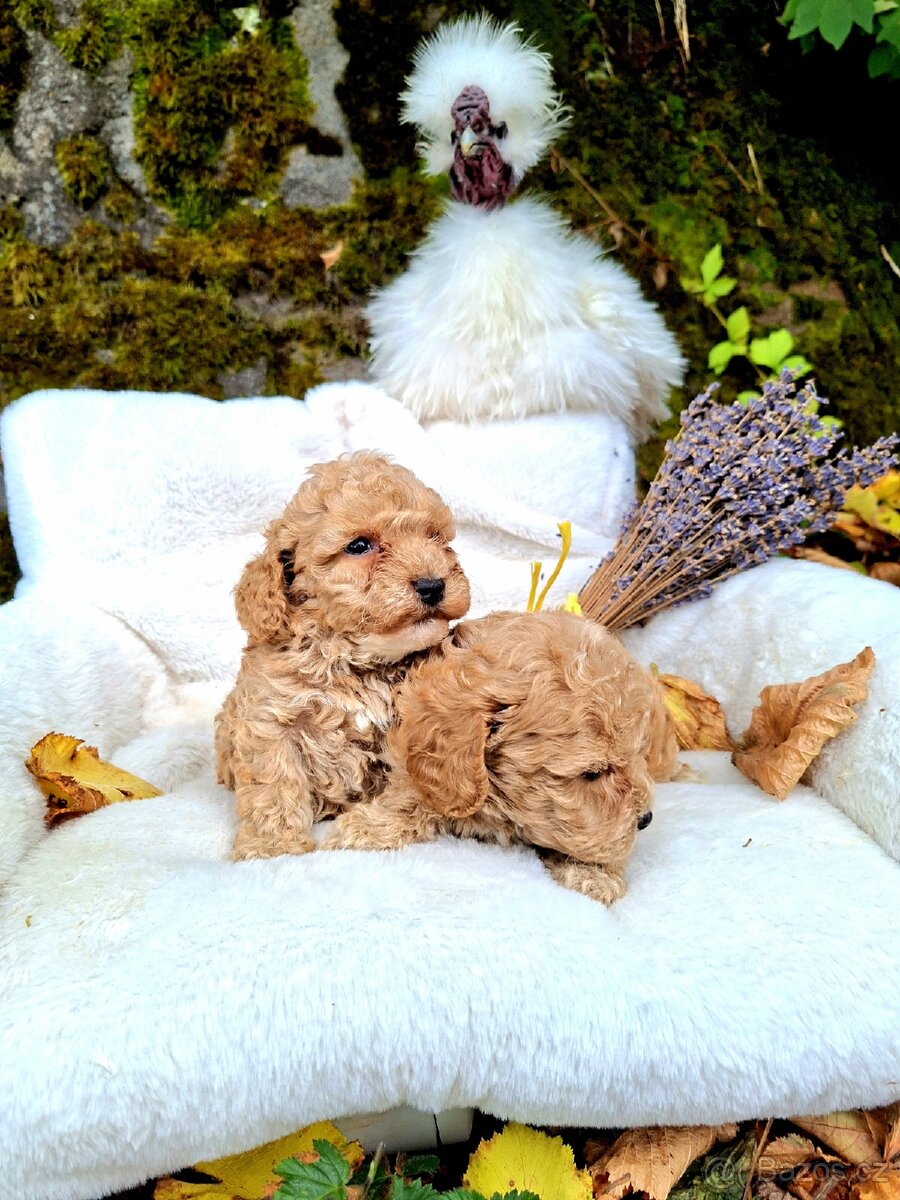 Maltipoo - 2