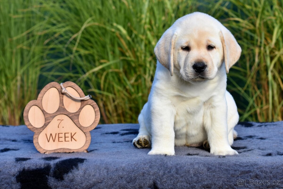 Labradorský retriever - 2