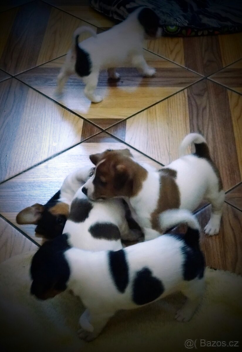 Štěňátka JACK RUSSEL TERIER - 2
