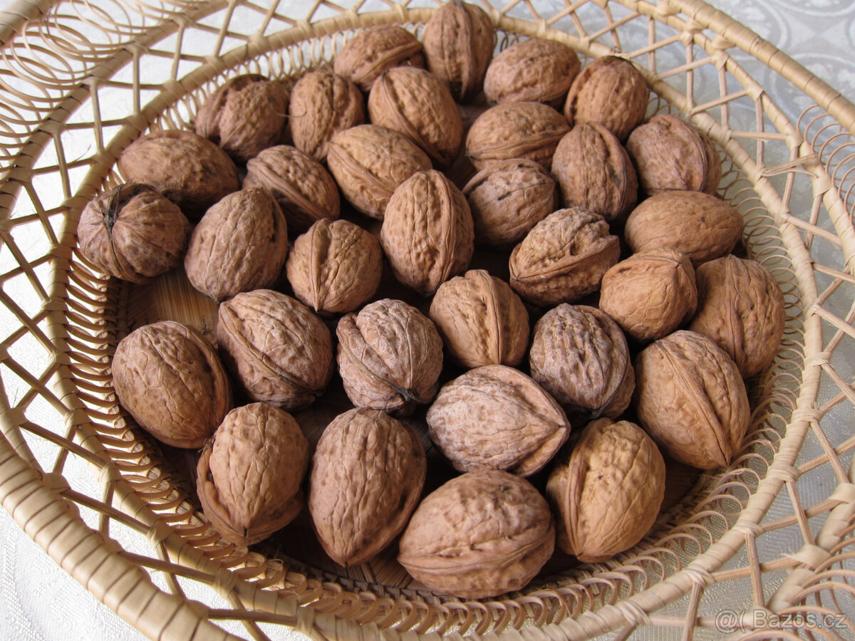 Prodám vlašské ořechy - 2