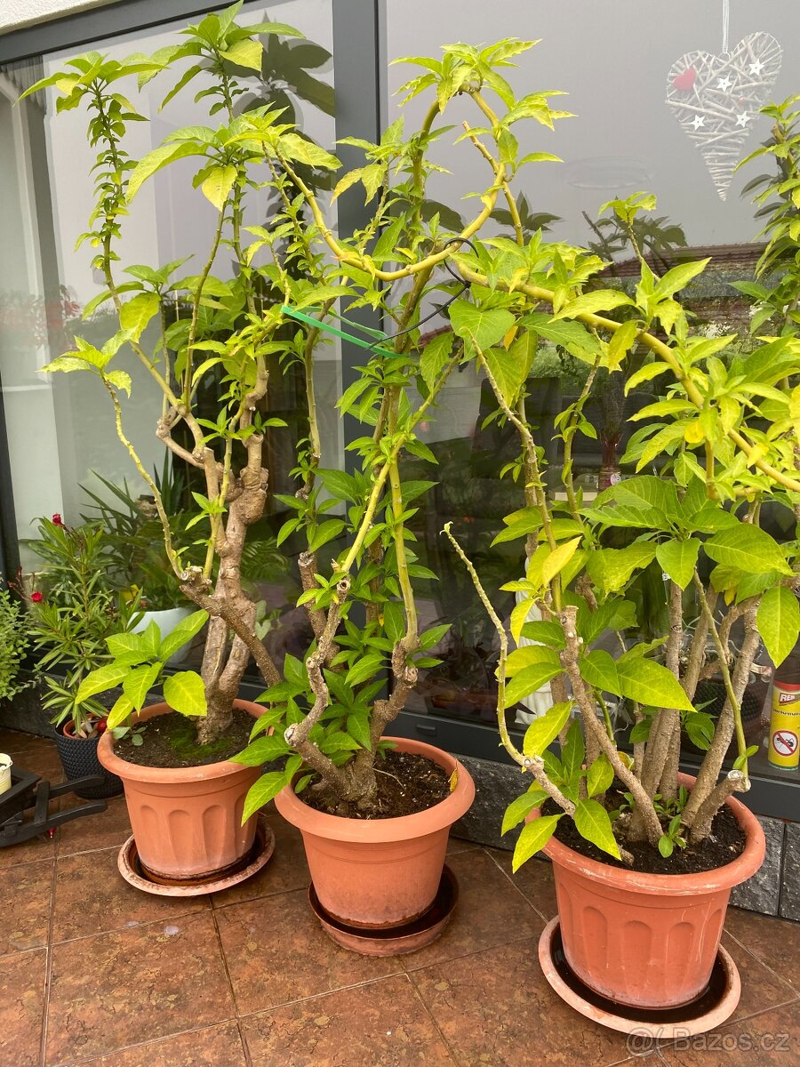 ANDĚLSKÉ TRUMPETY - DURMAN - 2