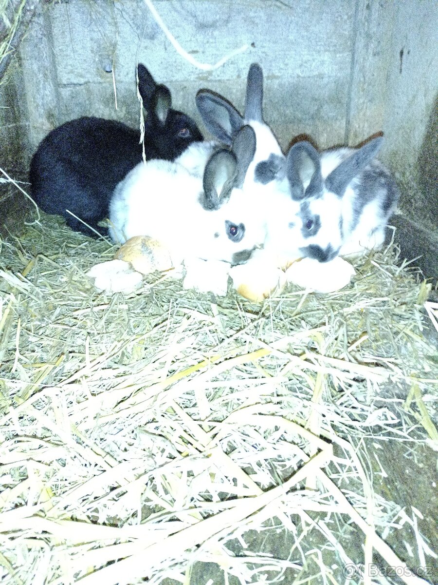 Králíci - 2