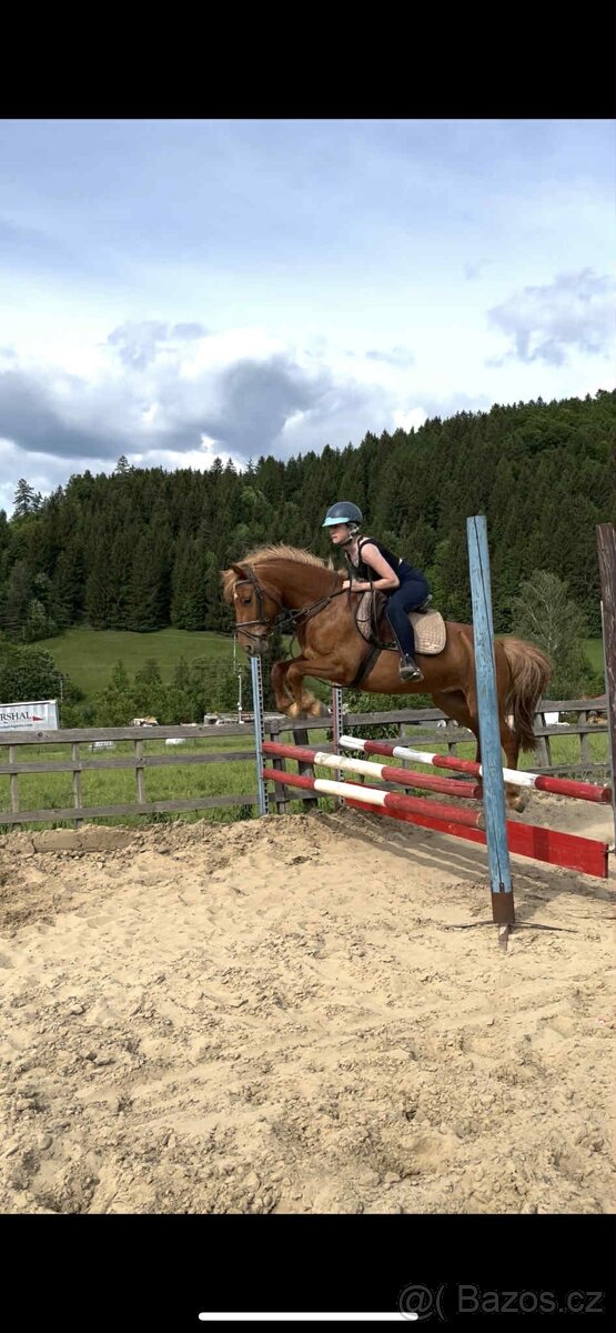 Talentovaný Valach Welsch part-Bred 133cm - 2