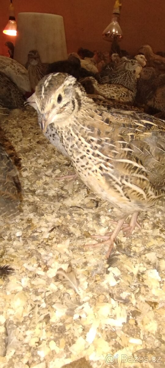 Křepelka japonská - 2