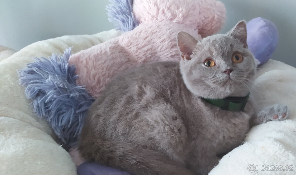 Britská koťátka krátkosrstá - 2