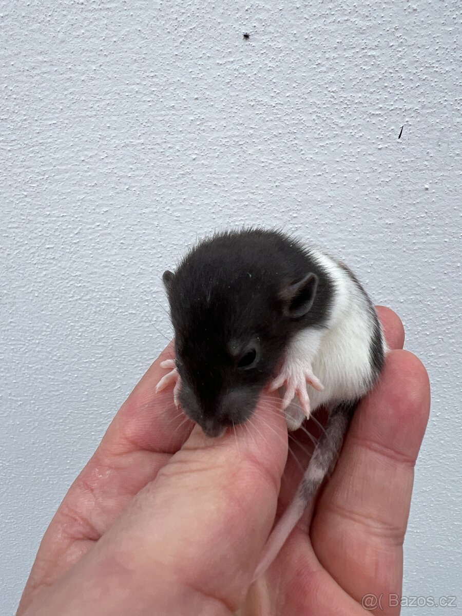 Potkan Dumbo - 2