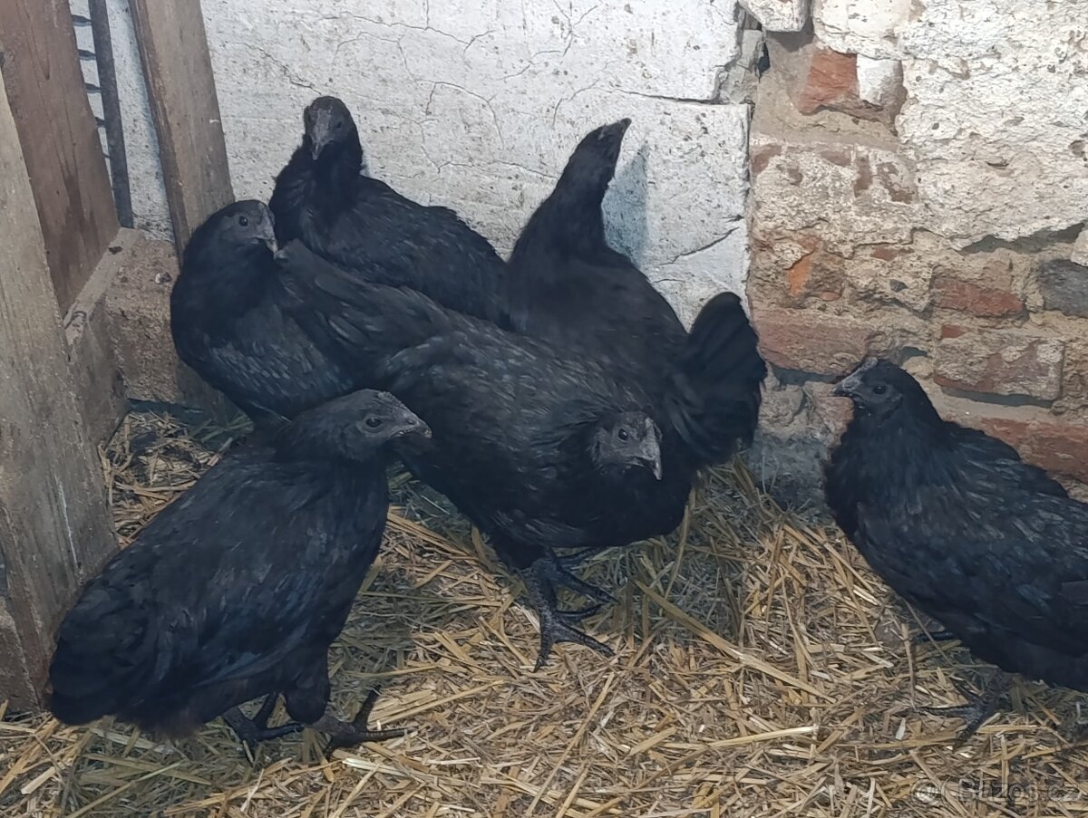 Prodám kuřice Ayam Cemani - 2