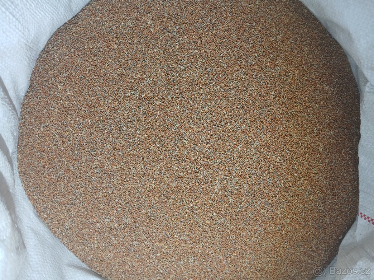Senegalské proso - 2