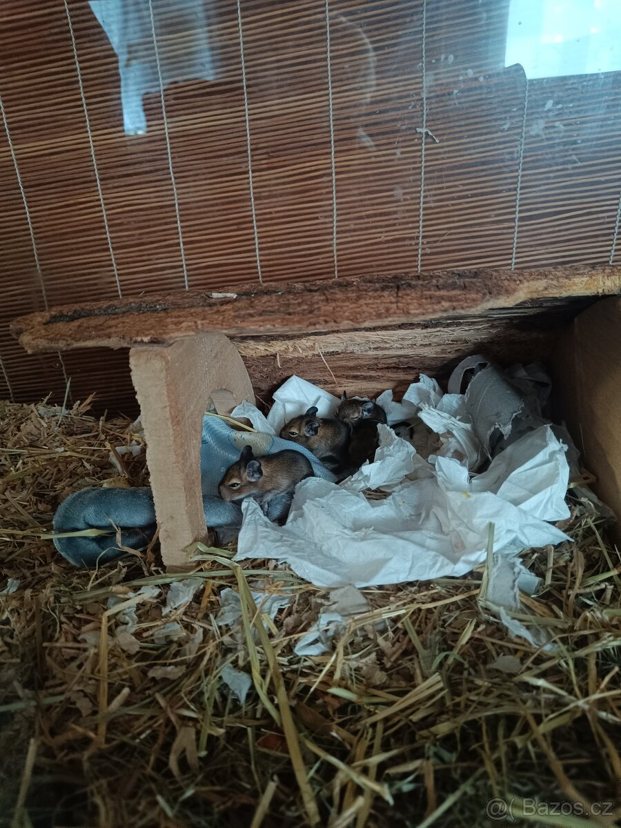 Osmak degu - 2