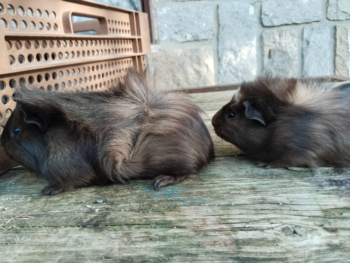 Prodám morčata - 2