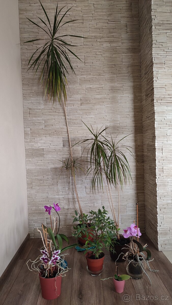 Pokojové květiny - 2