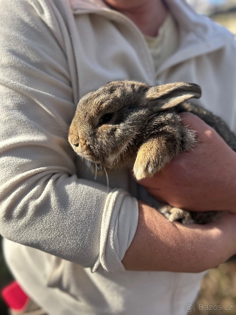 Malý stříbřitý - 2