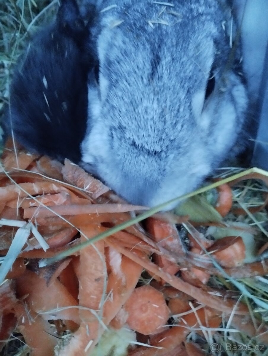 Prodám králíky.. - 2