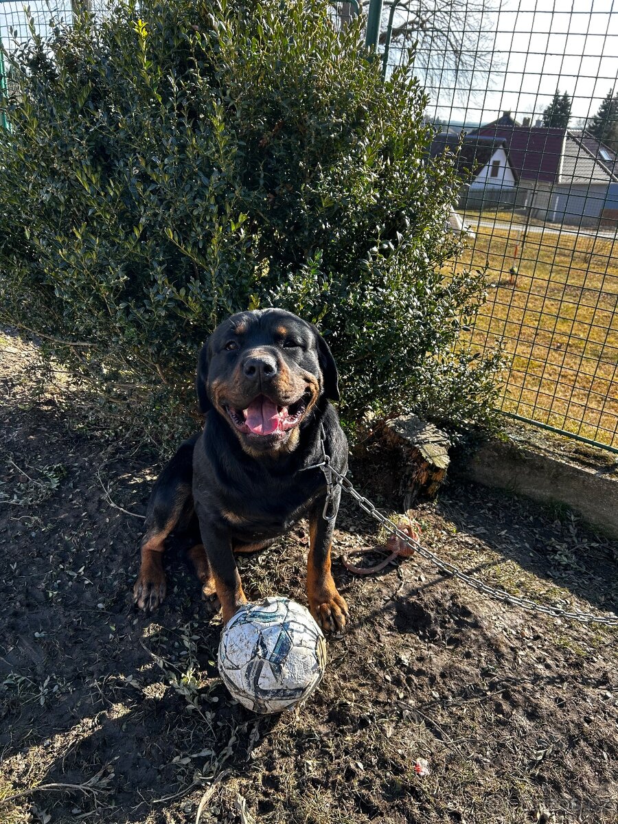 Daruji rotvajlera - 2