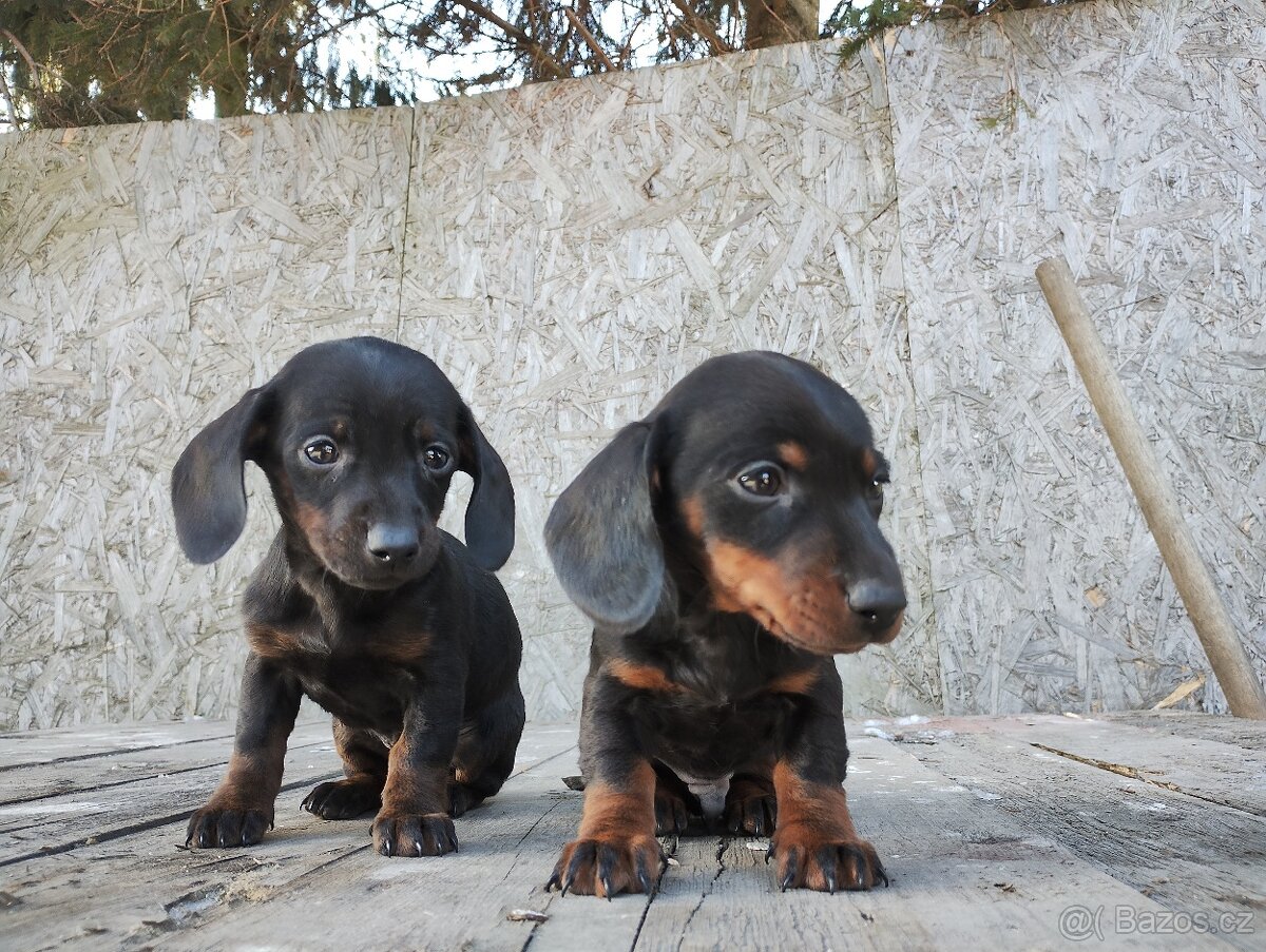 Jezevčík trpasličí - 2