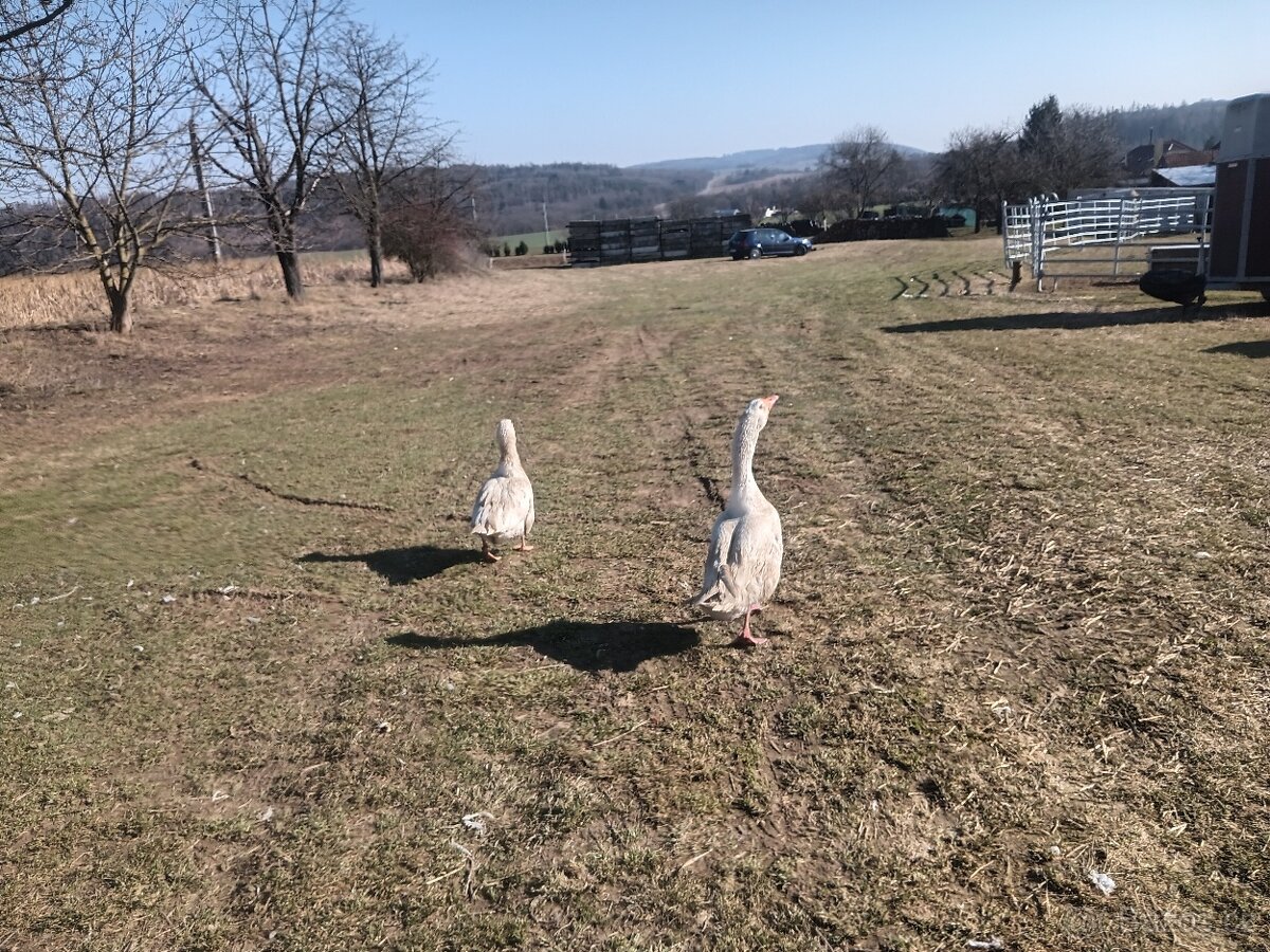 Chovný kmen hus - 2