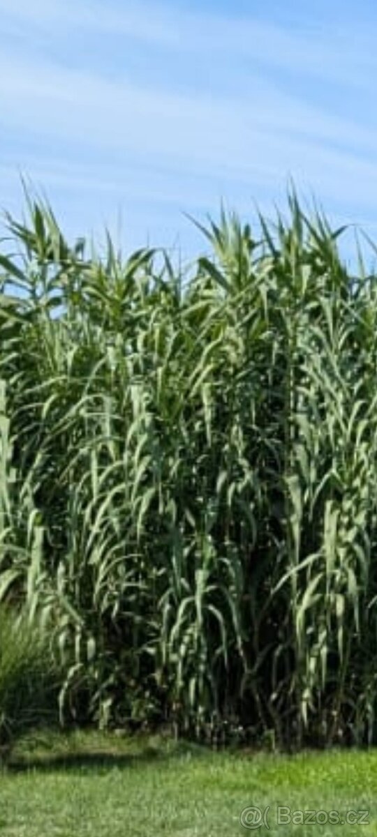 Okrasná tráva Arundo Donax - 2