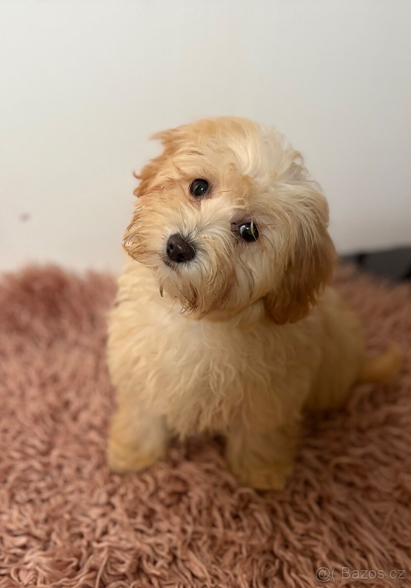 Maltipoo - 2