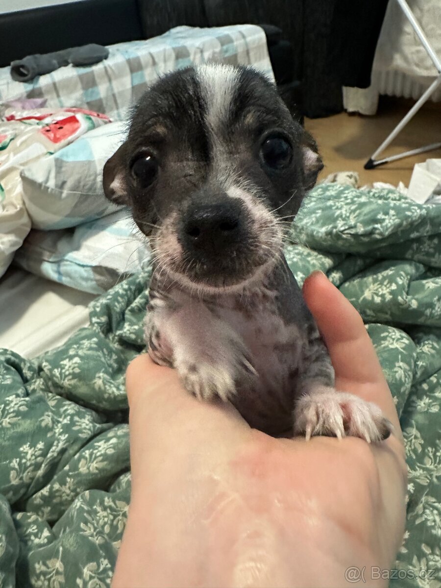 Hairless čivava - naháč - 2