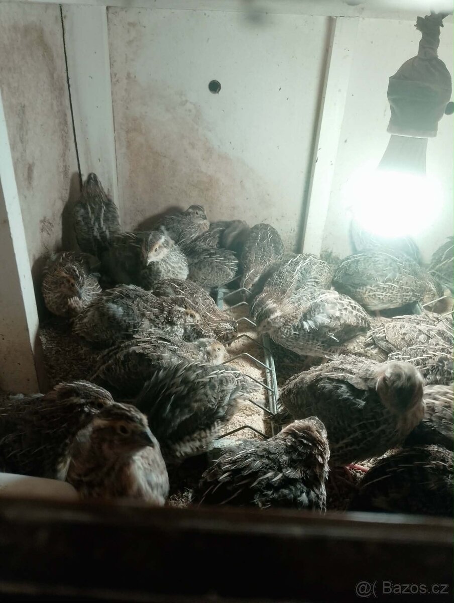 KřepelkaJaponská kohoutci - 2