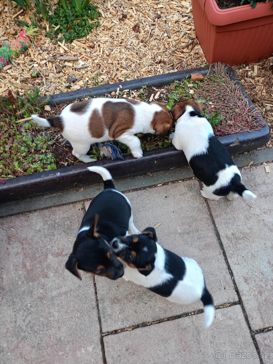 Jack Russel terier - 2