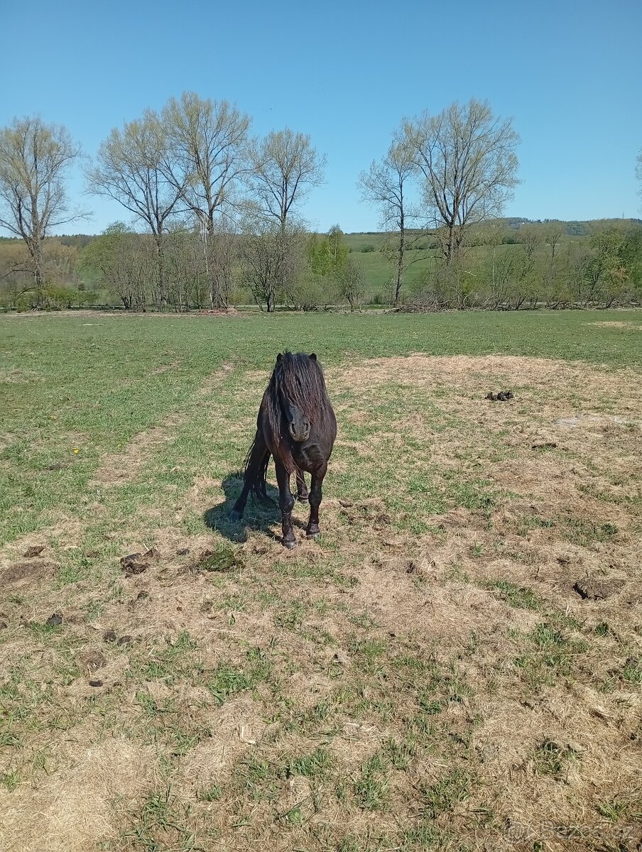 Prodám Mini horse - 2
