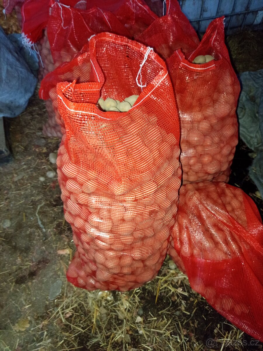 Krmné brambory - 2
