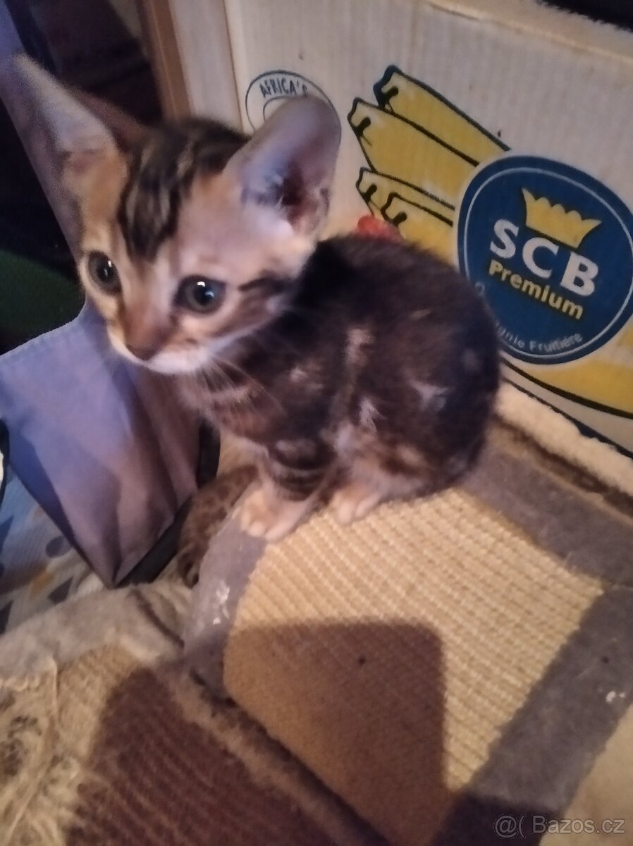 Bengálské koťátka s PP - 2