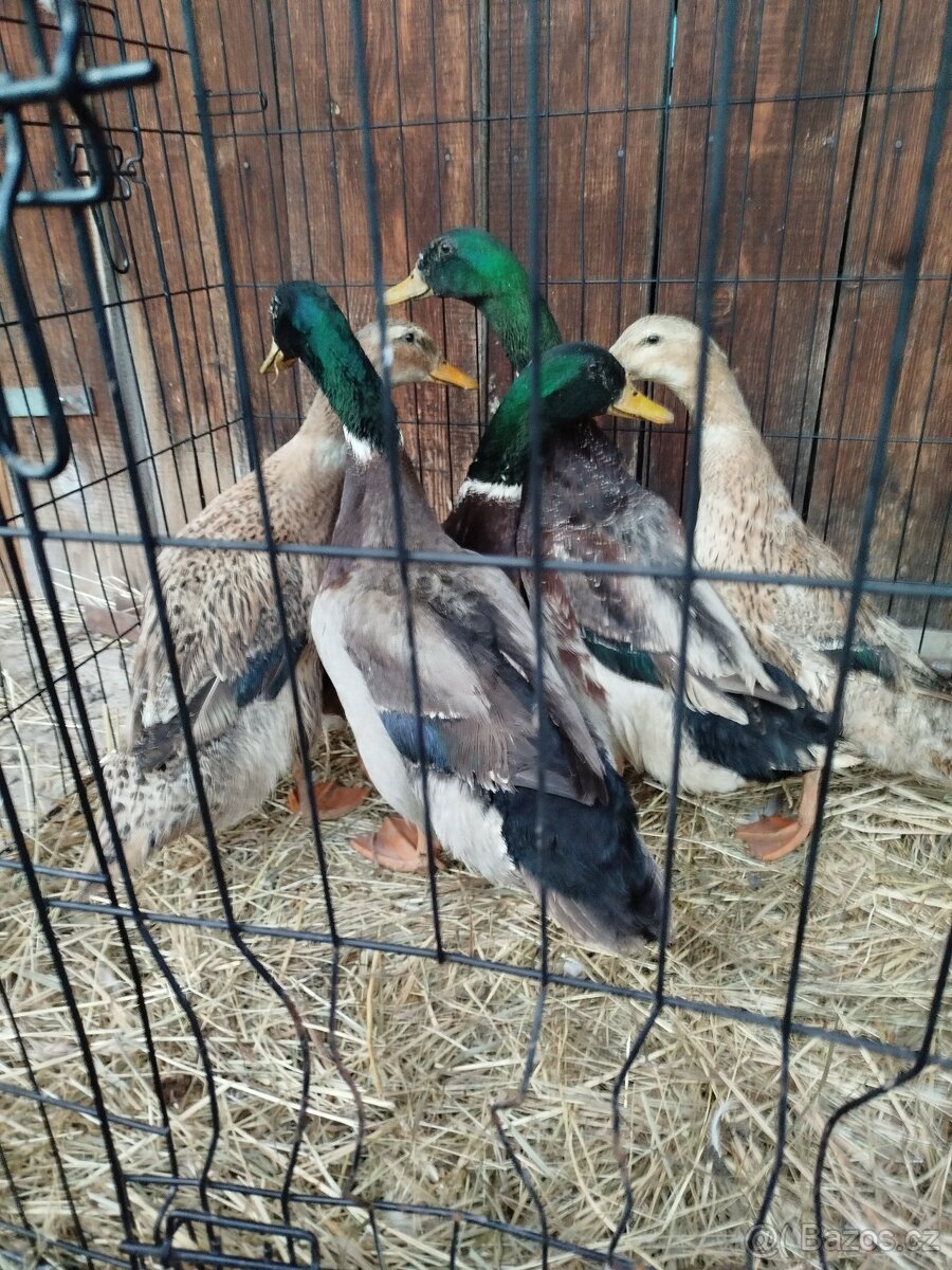 Kachny a kačery - 2