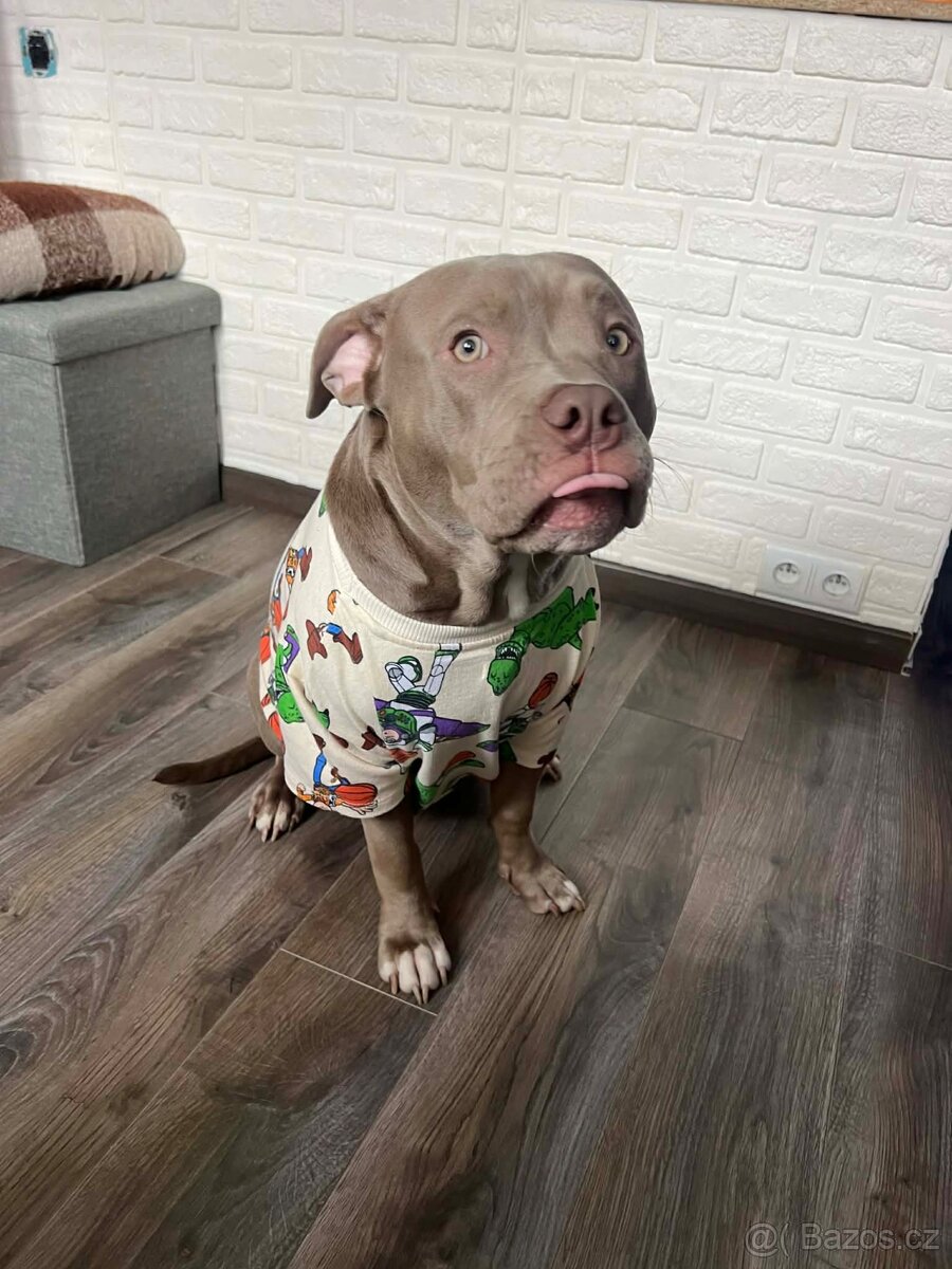 American bully pocket - 2