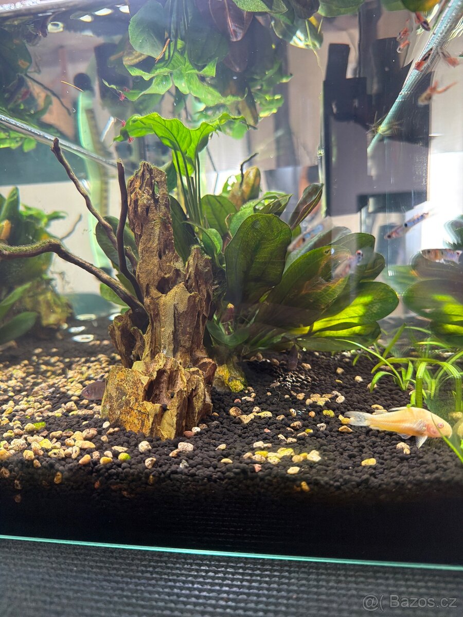Přenechám Akvarium - 2