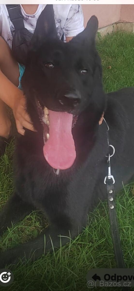 Německý ovčák s PP - 2