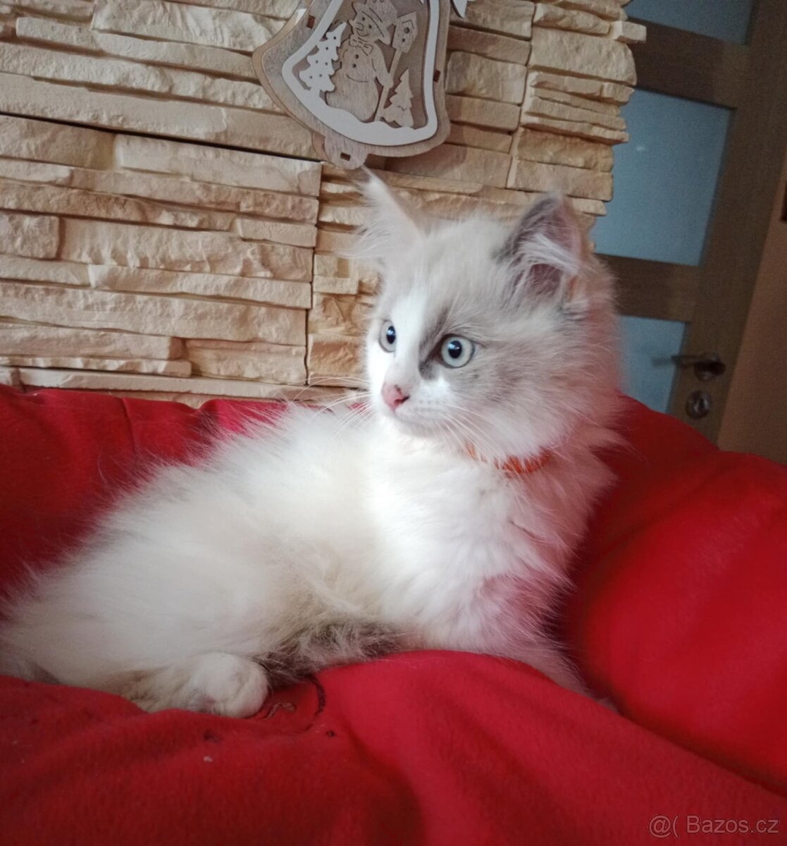 Ragdoll koťátka ihned k odběru - 2