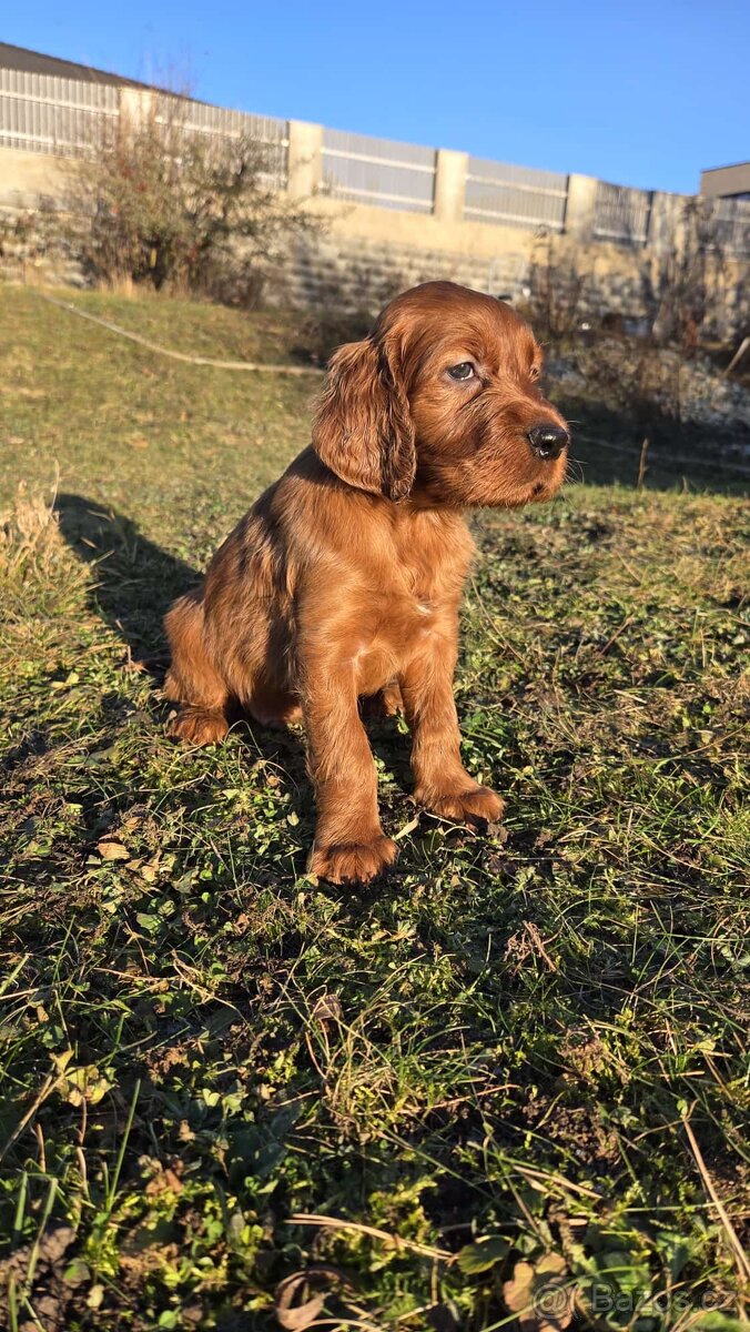 Irský setr s PP - 2