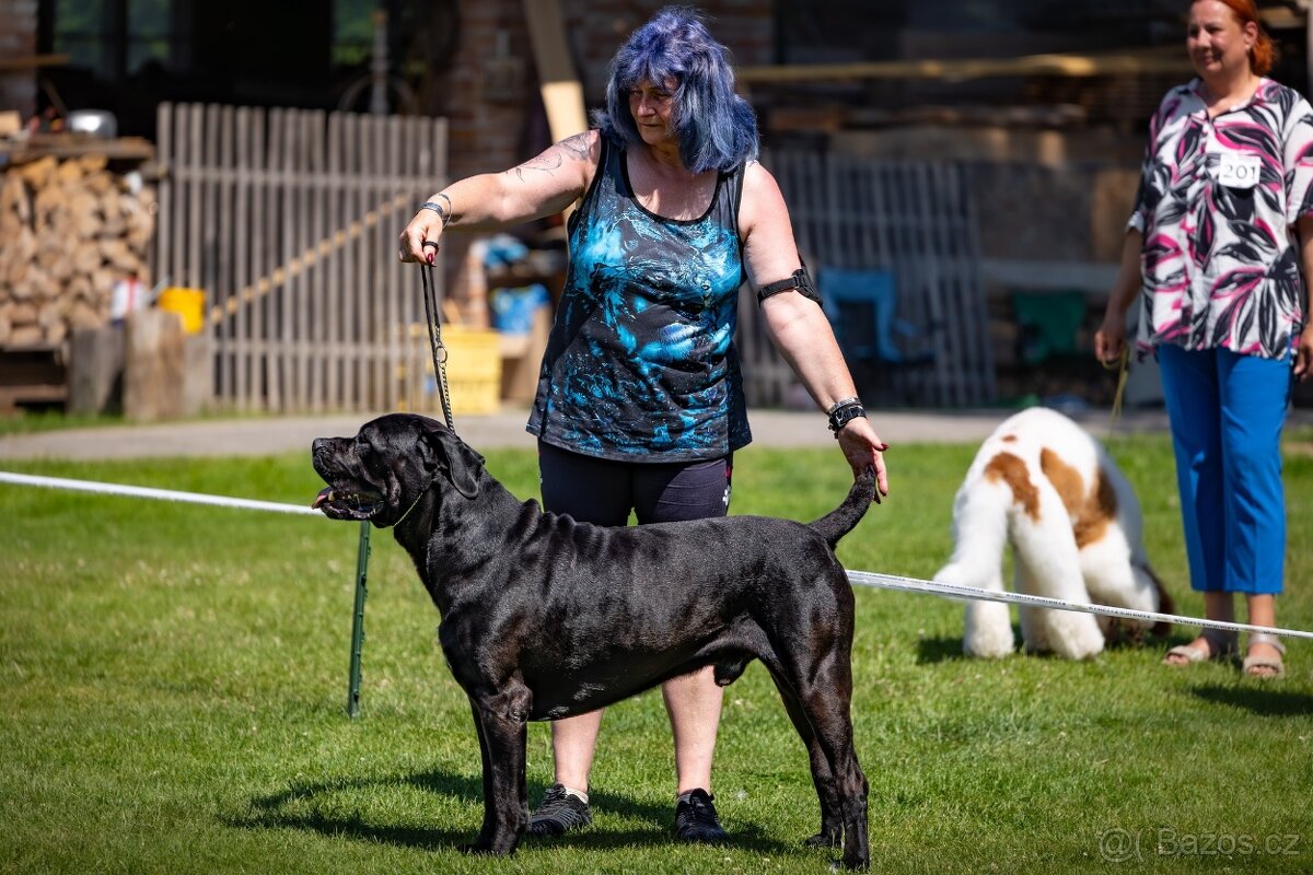 Krytí - Cane Corso - 2
