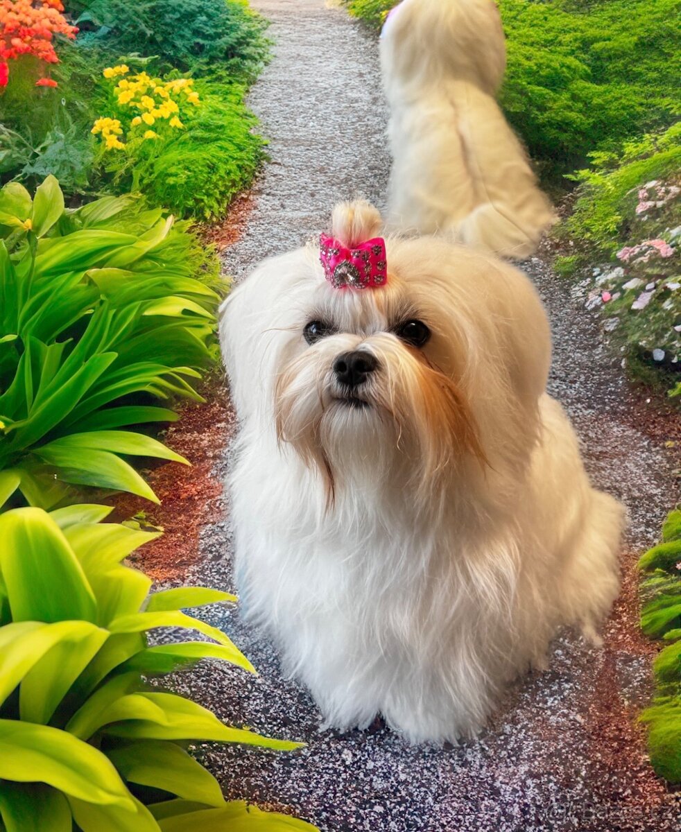 Maltézský psík s PP - 2