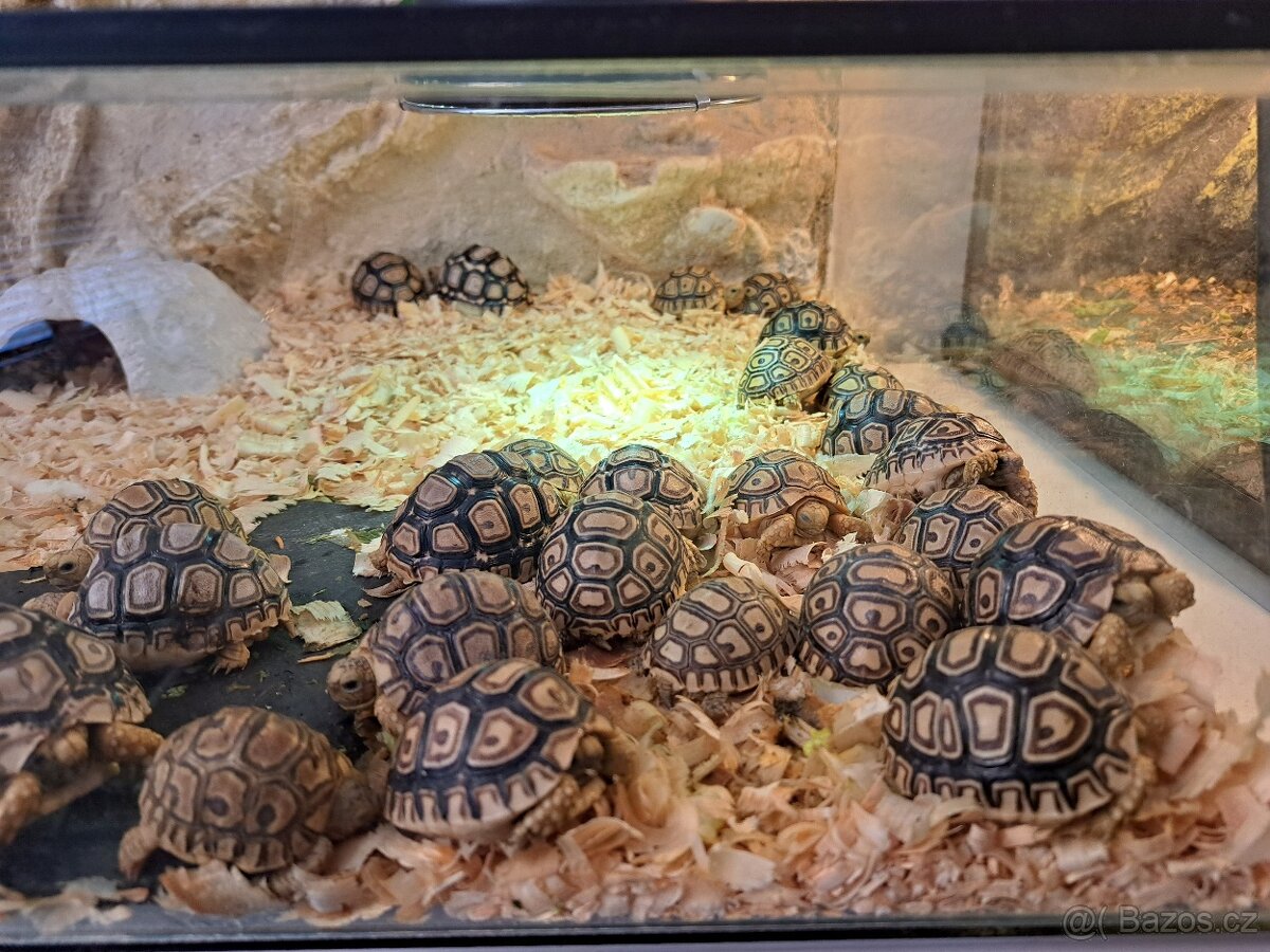 Suchozemská želva pardálí (Stigmochelys pardalis) - 2