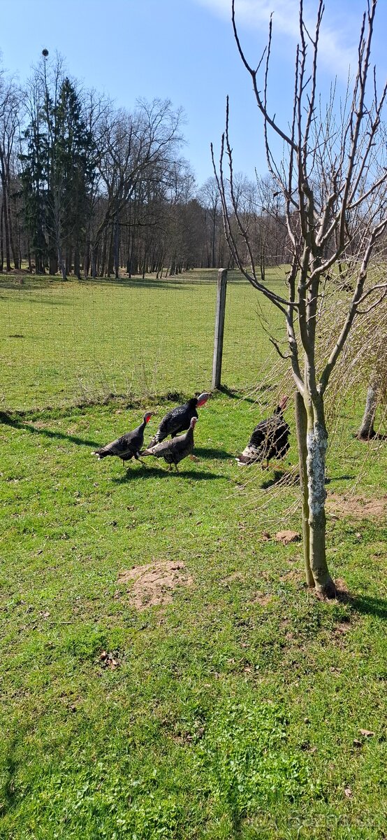 Krůta bronzová - 2