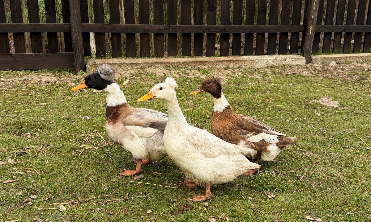 Kmen - kachna chocholatá - 2