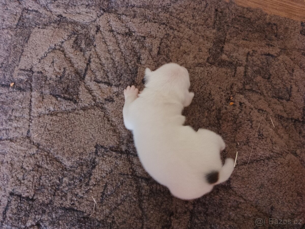 Prodám štěňátka Jack Russell teriér - 2