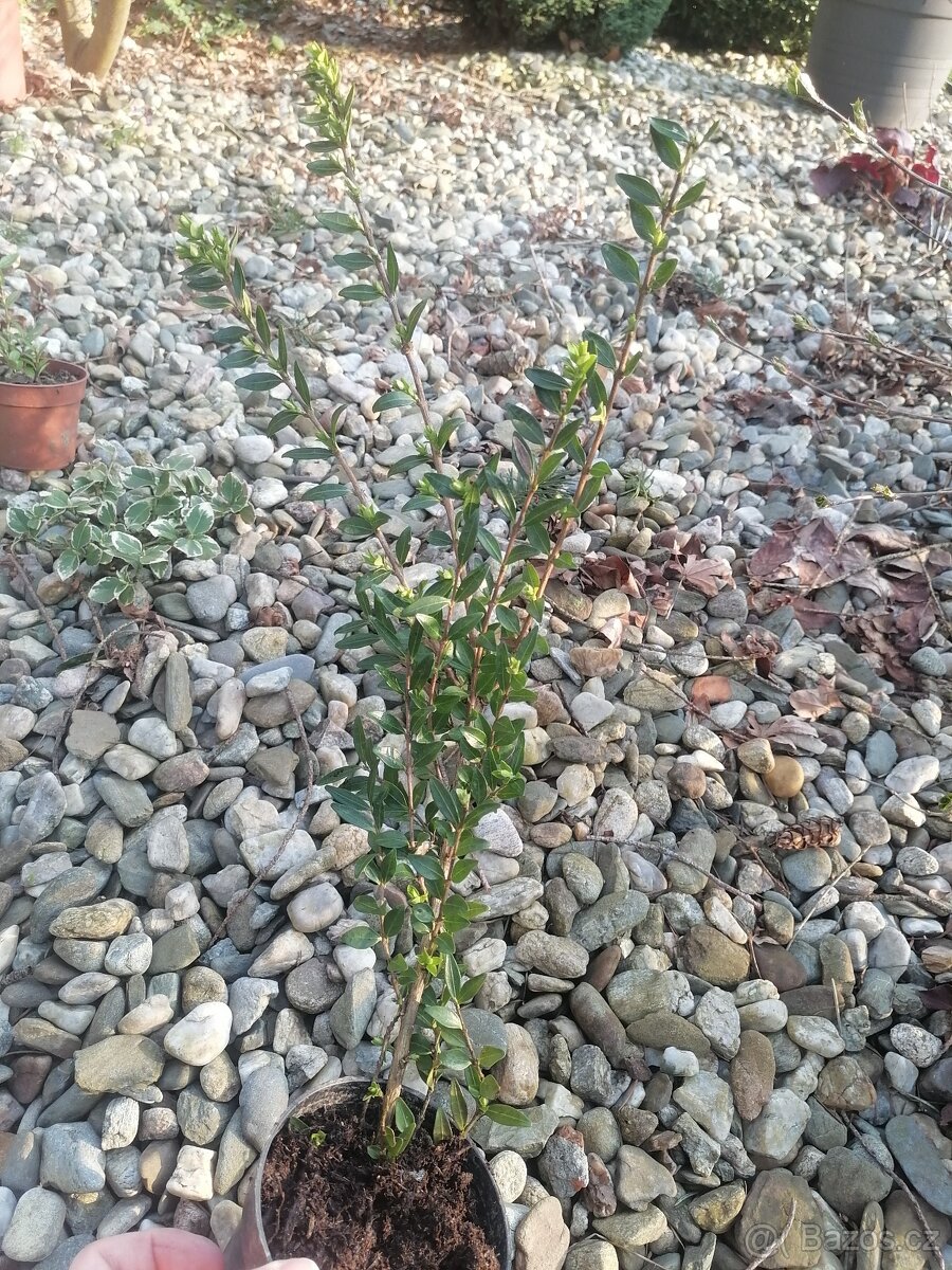 Sazenice zimolez lesklý - 2